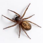 spider pest control exterminator