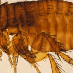 How do I get rid of fleas in Minnesota.