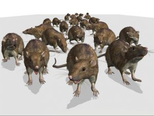Getting rid of Mice - Pest Control